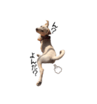 愛犬ぴーすけ（個別スタンプ：18）