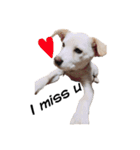 愛犬ぴーすけ（個別スタンプ：19）