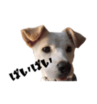 愛犬ぴーすけ（個別スタンプ：21）