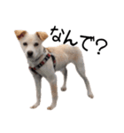 愛犬ぴーすけ（個別スタンプ：22）
