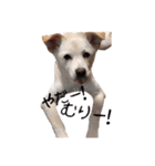 愛犬ぴーすけ（個別スタンプ：23）