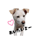愛犬ぴーすけ（個別スタンプ：24）