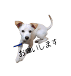 愛犬ぴーすけ（個別スタンプ：25）