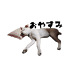 愛犬ぴーすけ（個別スタンプ：26）