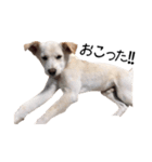 愛犬ぴーすけ（個別スタンプ：27）