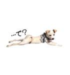 愛犬ぴーすけ（個別スタンプ：28）