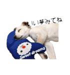 愛犬ぴーすけ（個別スタンプ：29）