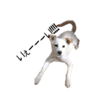 愛犬ぴーすけ（個別スタンプ：30）