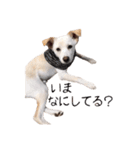 愛犬ぴーすけ（個別スタンプ：31）
