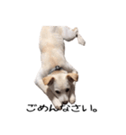 愛犬ぴーすけ（個別スタンプ：32）