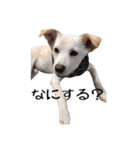 愛犬ぴーすけ（個別スタンプ：33）