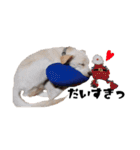 愛犬ぴーすけ（個別スタンプ：34）