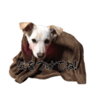 愛犬ぴーすけ（個別スタンプ：35）