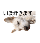 愛犬ぴーすけ（個別スタンプ：36）
