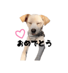 愛犬ぴーすけ（個別スタンプ：37）