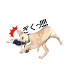 愛犬ぴーすけ（個別スタンプ：38）