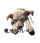 愛犬ぴーすけ（個別スタンプ：39）