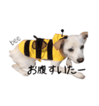 愛犬ぴーすけ（個別スタンプ：40）