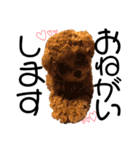 teacup poodlulu.y（個別スタンプ：1）