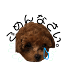 teacup poodlulu.y（個別スタンプ：2）