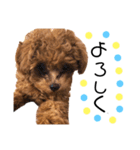 teacup poodlulu.y（個別スタンプ：4）