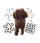 teacup poodlulu.y（個別スタンプ：5）