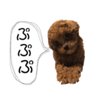 teacup poodlulu.y（個別スタンプ：6）