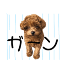 teacup poodlulu.y（個別スタンプ：7）