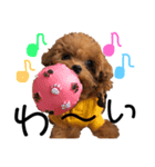 teacup poodlulu.y（個別スタンプ：9）