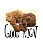 teacup poodlulu.y（個別スタンプ：10）