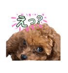 teacup poodlulu.y（個別スタンプ：12）
