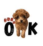 teacup poodlulu.y（個別スタンプ：13）
