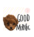 teacup poodlulu.y（個別スタンプ：14）