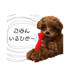 teacup poodlulu.y（個別スタンプ：15）