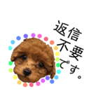 teacup poodlulu.y（個別スタンプ：16）