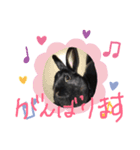 黒うさぎさんお仕事スタンプ（個別スタンプ：7）