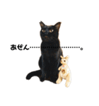ねこだけ。（個別スタンプ：1）