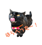 ねこだけ。（個別スタンプ：2）