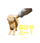 ねこだけ。（個別スタンプ：4）
