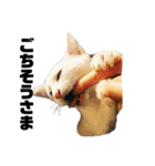 ねこだけ。（個別スタンプ：5）