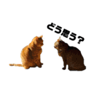 ねこだけ。（個別スタンプ：6）