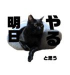 ねこだけ。（個別スタンプ：9）