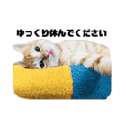 ねこだけ。（個別スタンプ：11）