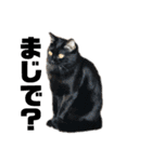 ねこだけ。（個別スタンプ：12）