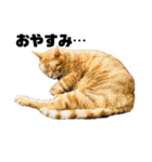 ねこだけ。（個別スタンプ：14）