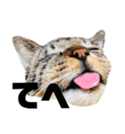 ねこだけ。（個別スタンプ：17）