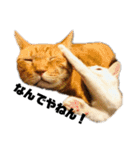ねこだけ。（個別スタンプ：18）