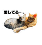ねこだけ。（個別スタンプ：19）