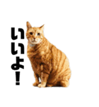 ねこだけ。（個別スタンプ：23）