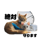 ねこだけ。（個別スタンプ：27）